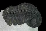 Austerops Trilobite - Visible Eye Facets #165887-3